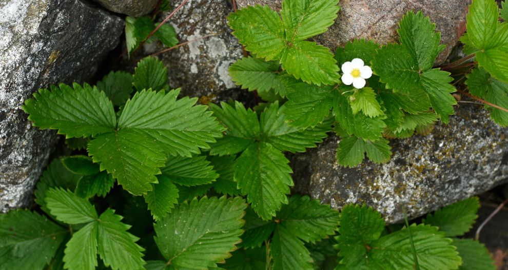 Närbild av en grön växt med tandade blad och en vit blomma, som växer mot en stenig bakgrund.