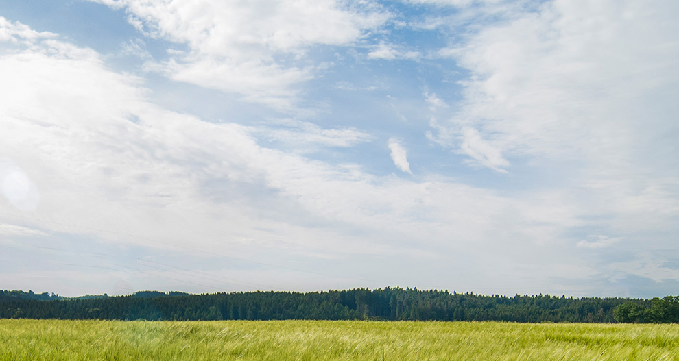 Ett fält med högt gräs sträcker ut sig under en himmel fylld av vita moln, med en rad träd i fjärran och kraftledningar som löper horisontellt över himlen.